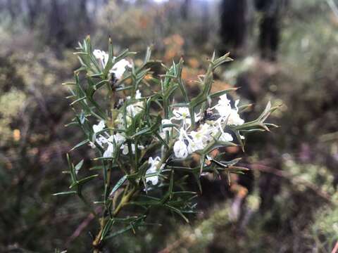 Image of Grevillea trifida (R. Br.) Meissner