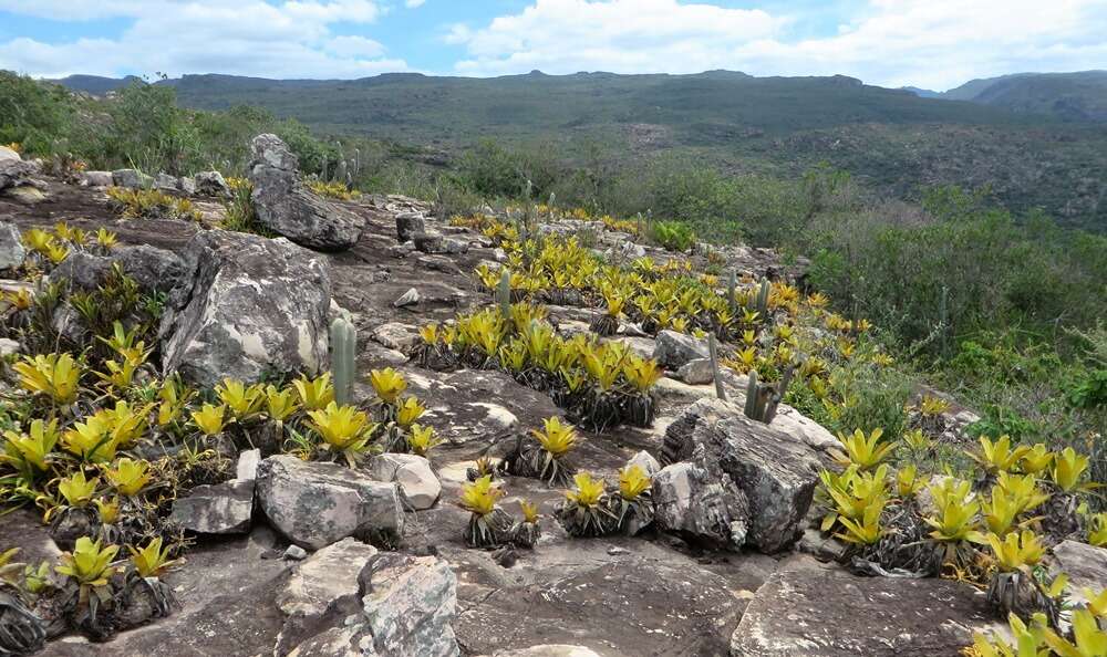 Hohenbergia igatuensis Leme的圖片