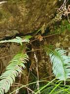 Image of Glossy Deer Fern