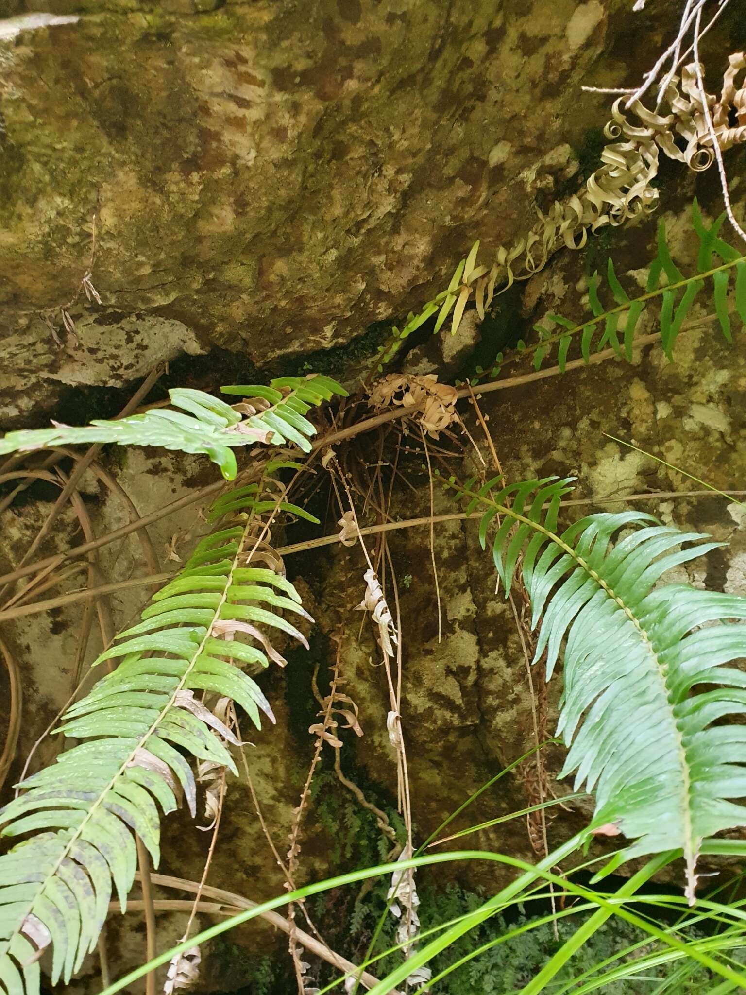 Image of Glossy Deer Fern