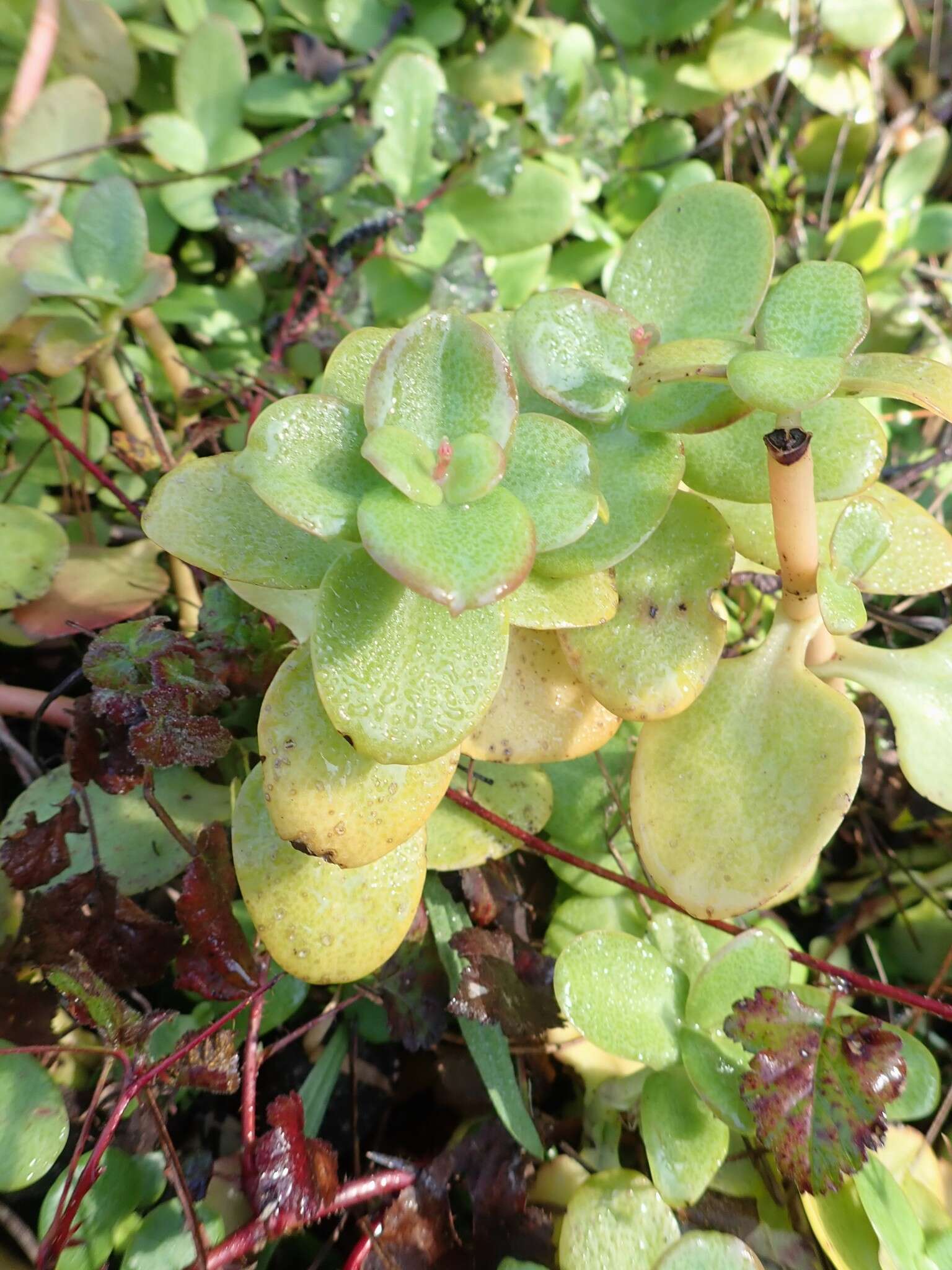 Image of Cape Province pygmyweed