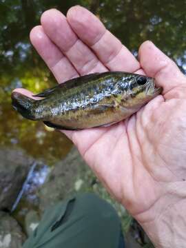 Image of Mud sunfishes