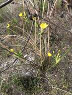 Слика од Bobartia longicyma subsp. magna Gillett ex Strid