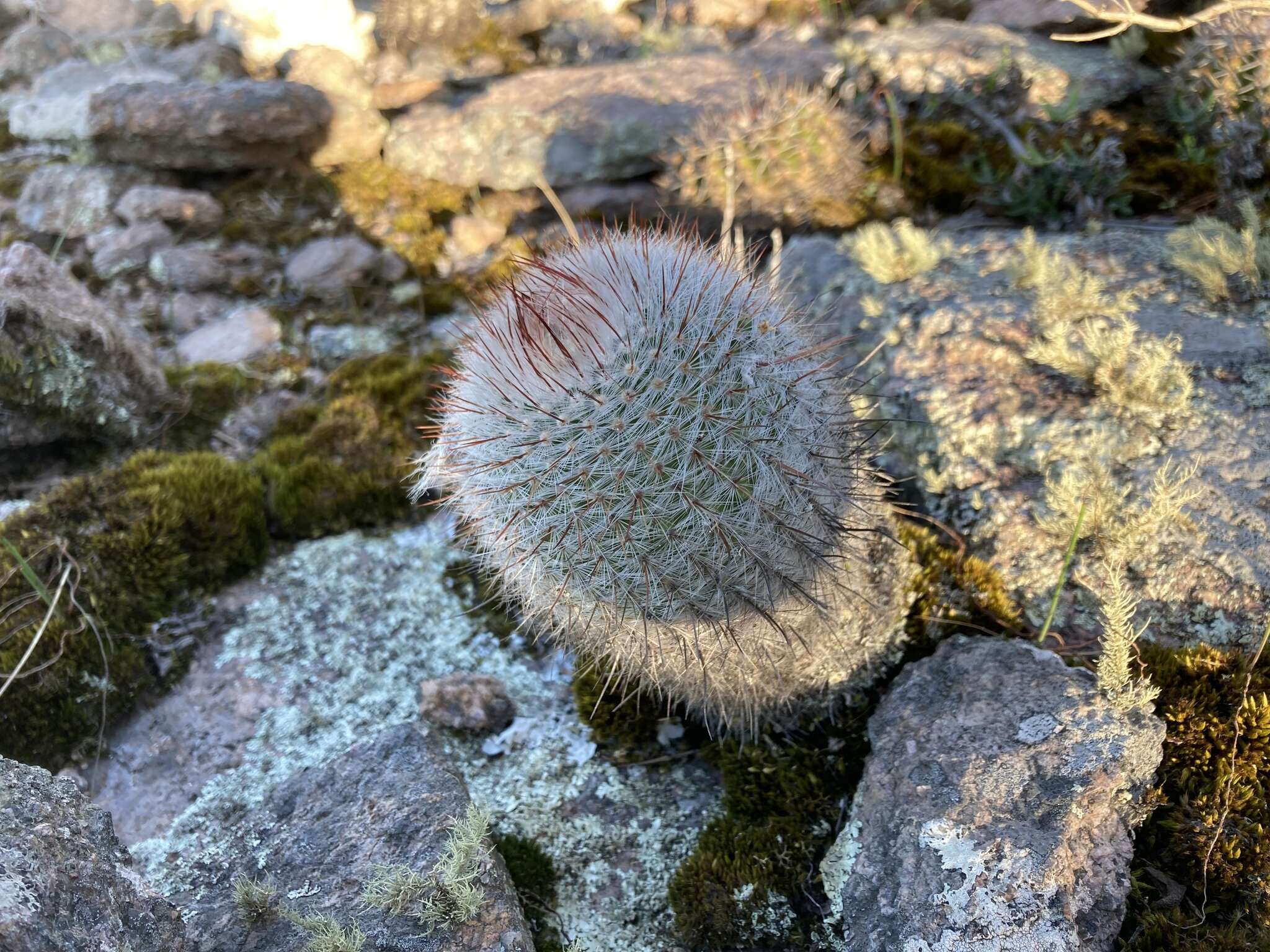 Parodia scopa (Spreng.) N. P. Taylor resmi