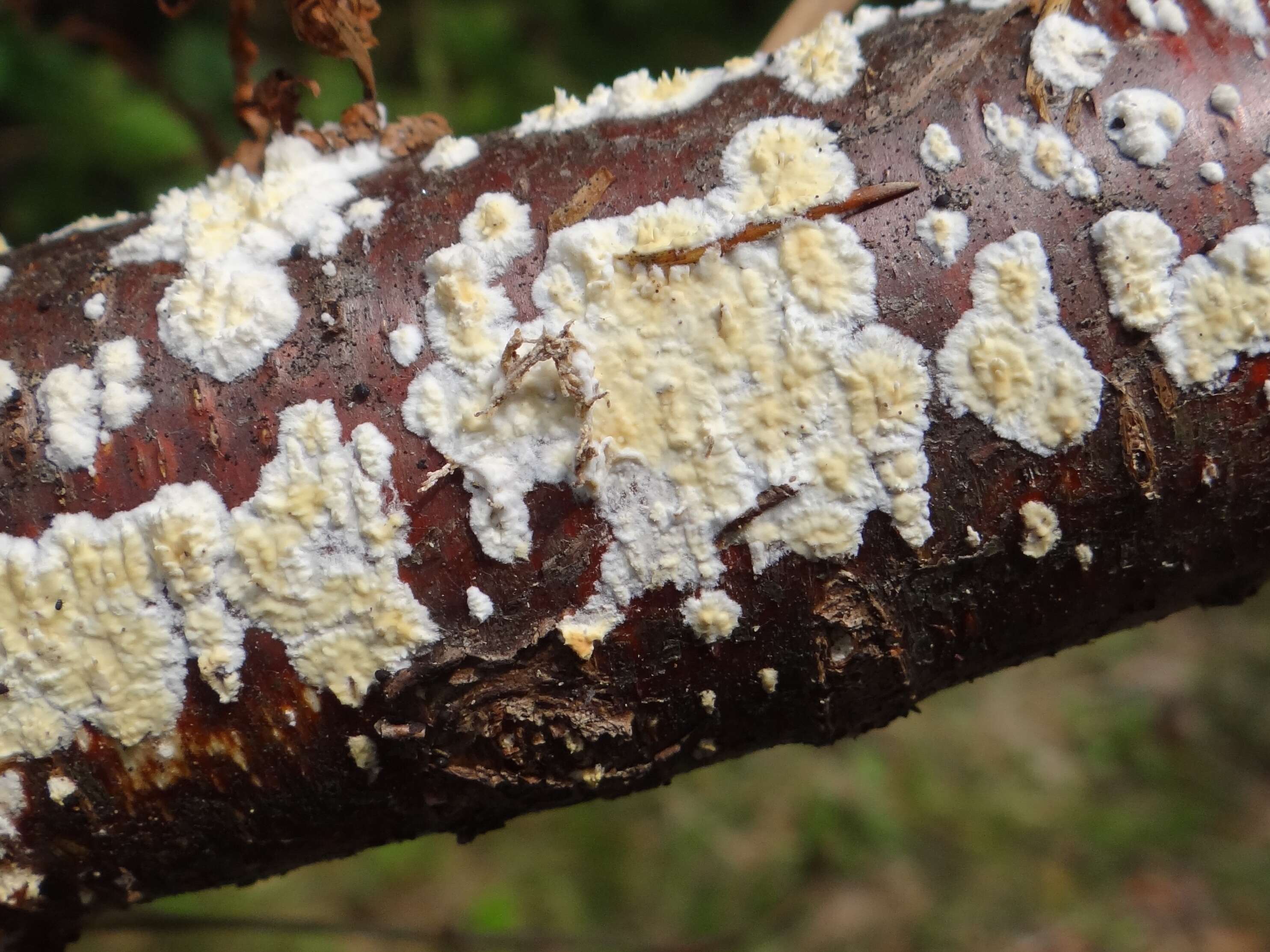 Слика од Radulomyces confluens (Fr.) M. P. Christ. 1960