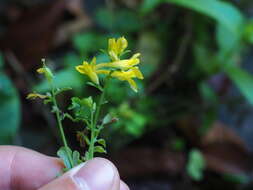 Image of Corydalis ochotensis Turcz.