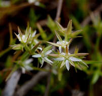 صورة Minuartia decipiens (Fenzl) Bornm.