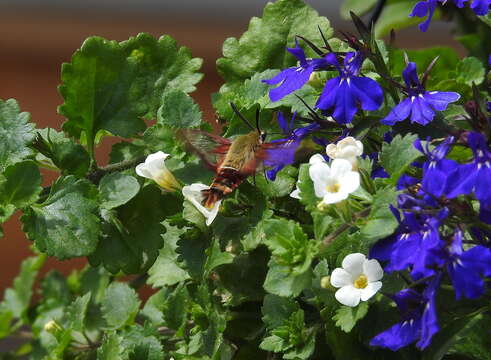 Image of Slender Clearwing