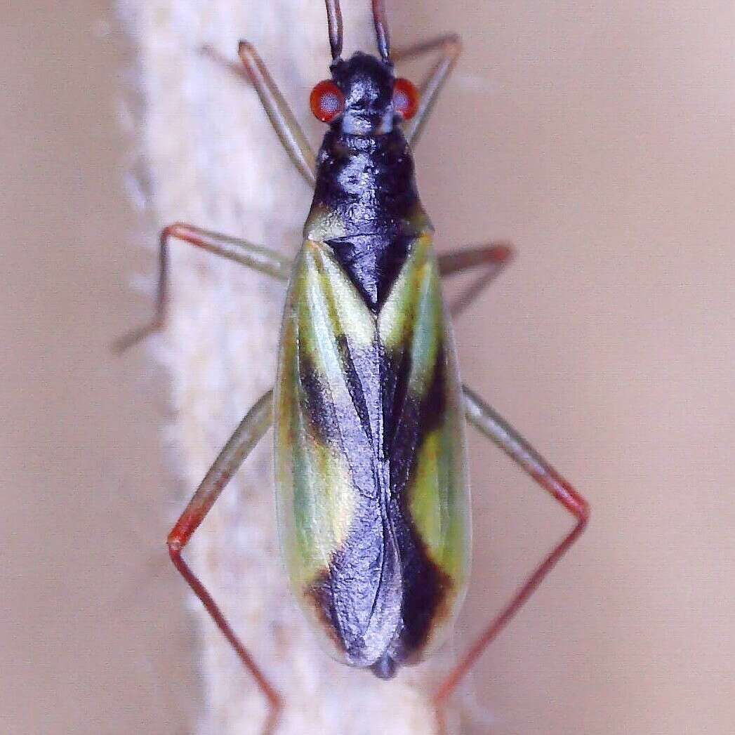 Image of Teratocoris antennatus (Boheman 1852)