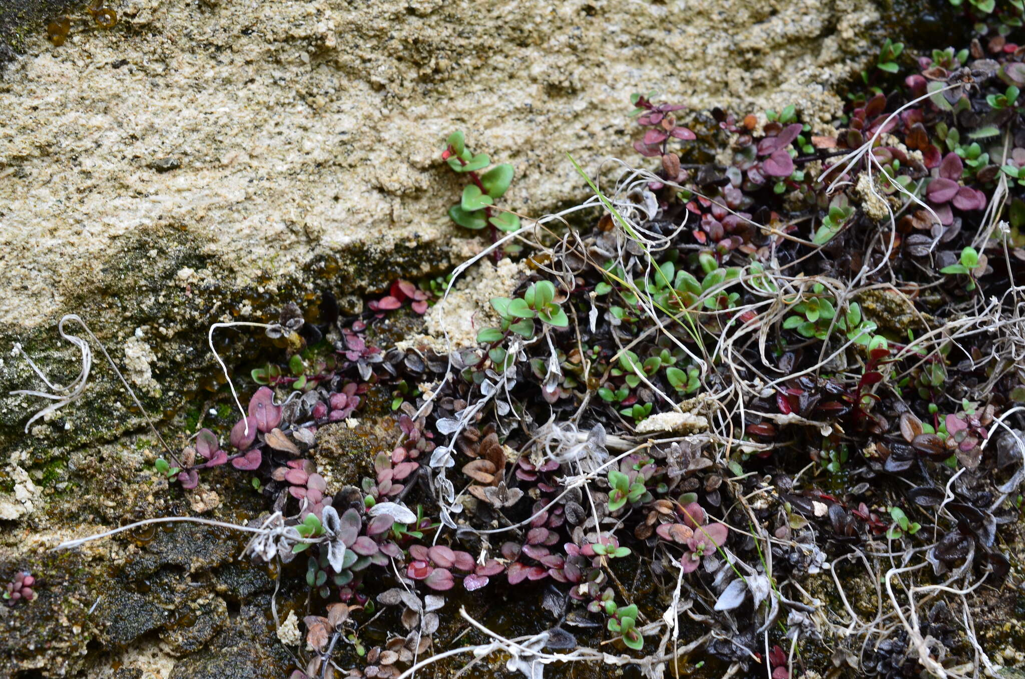 Imagem de Epilobium gracilipes T. Kirk