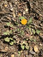 Image of Dwarf dandelion