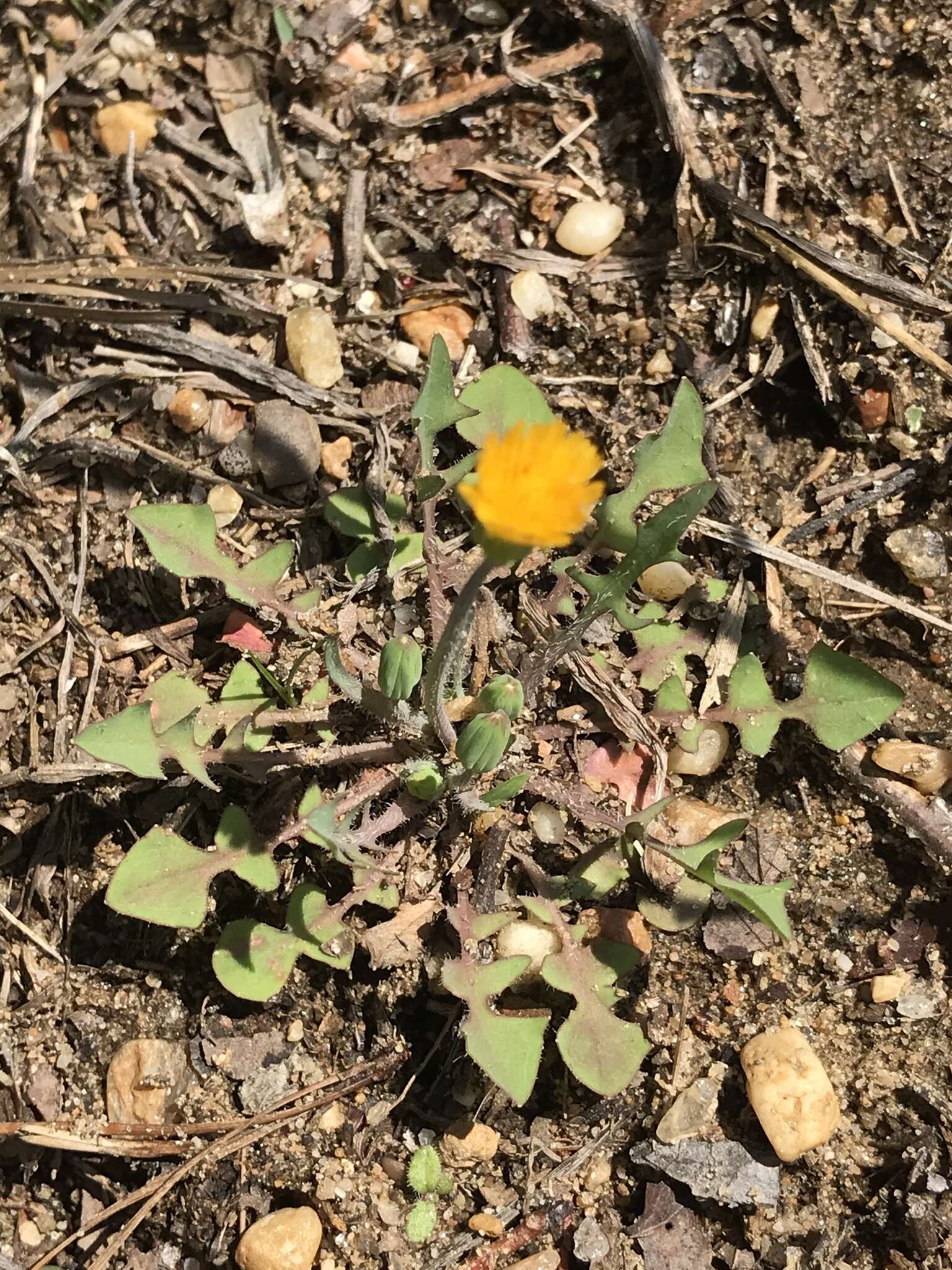 Image of Dwarf dandelion