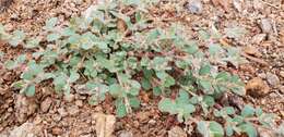 Image of Euphorbia australis Boiss.