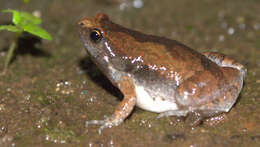 Image of Ant Frog