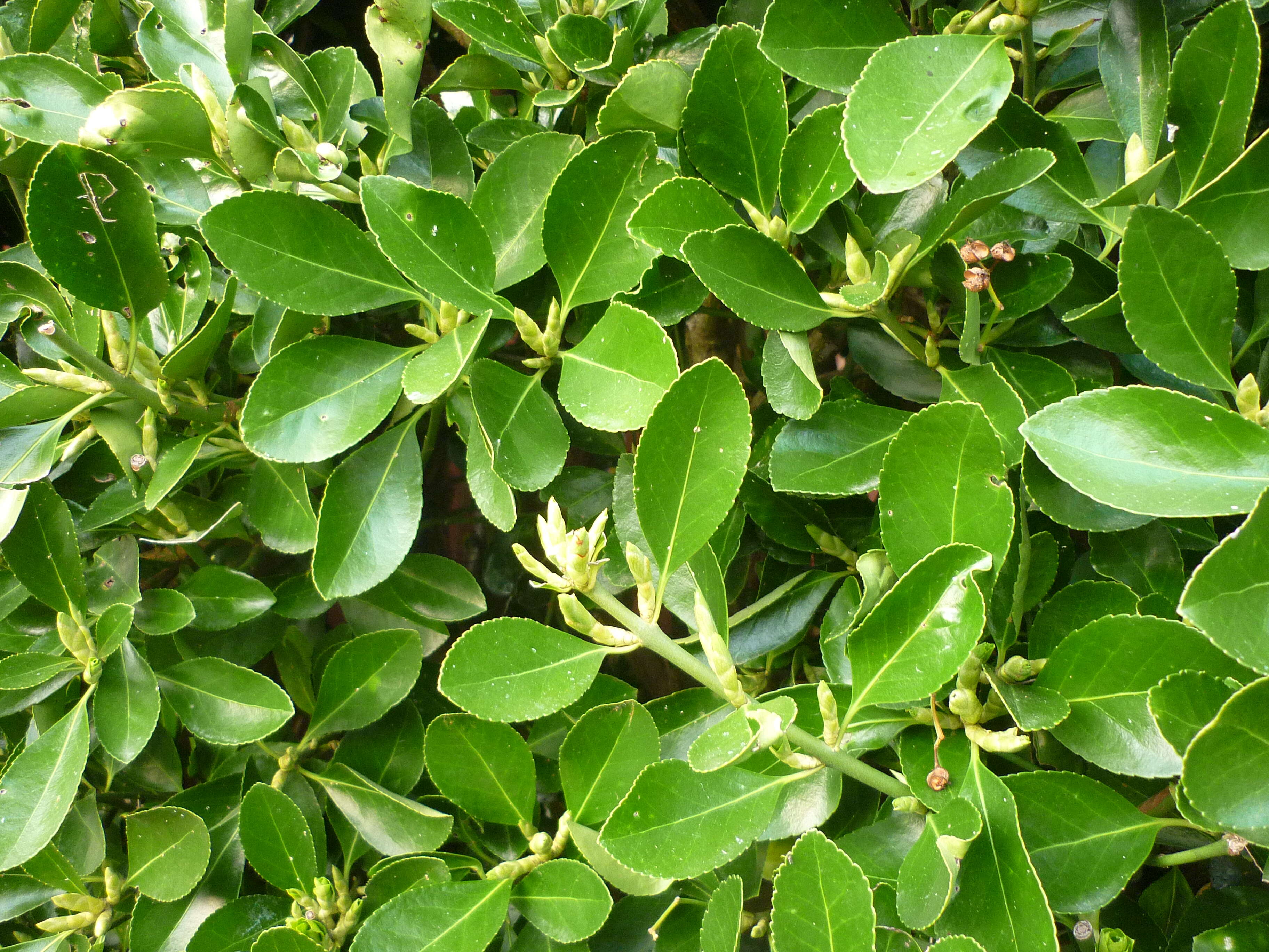 Plancia ëd Euonymus japonicus Thunb.