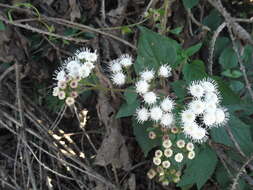 صورة Ageratina adenophora (Spreng.) R. King & H. Rob.