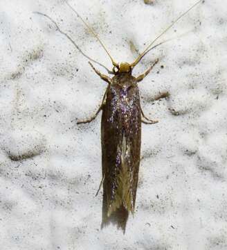 Image of Moth