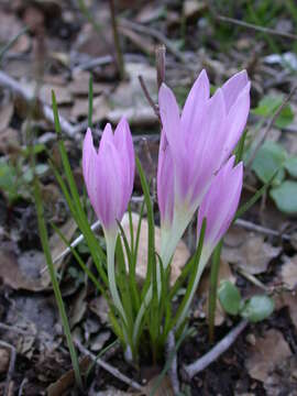 Image of colchicum