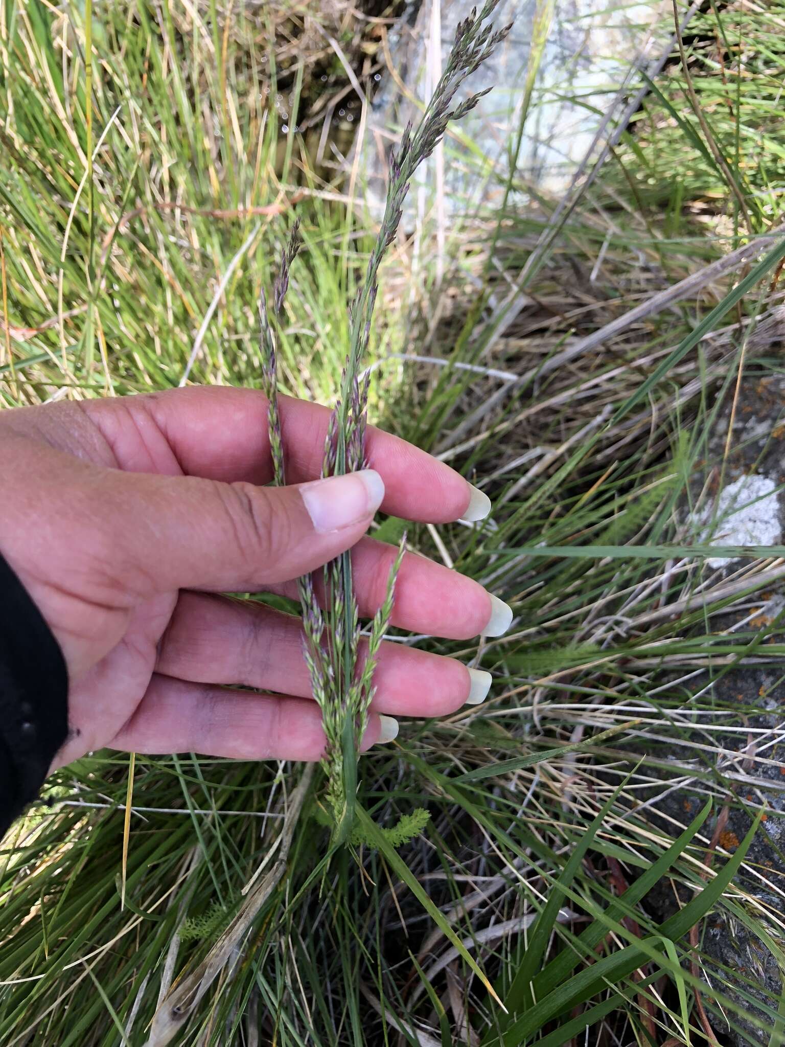 Image of Tufted Hair-grass