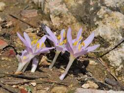 Image of Colchicum stevenii Kunth