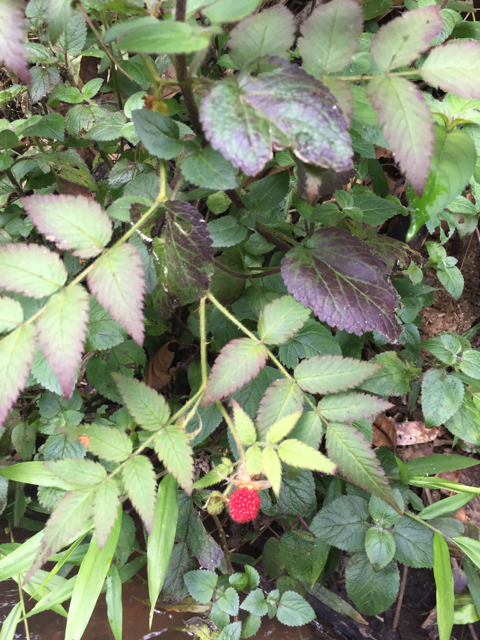 Image of West Indian raspberry