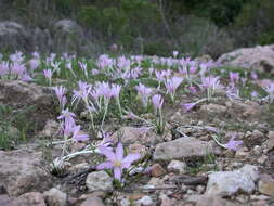 Слика од Colchicum stevenii Kunth