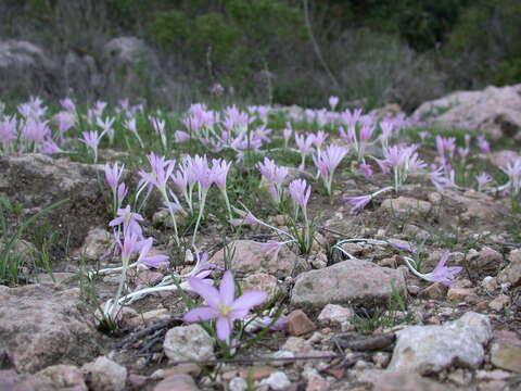 Image of Colchicum stevenii Kunth