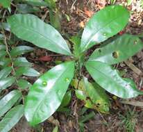 Image of Large-leaved onionwood