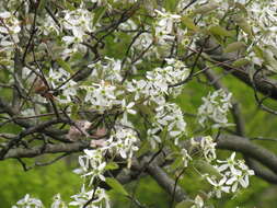 Image of Amelanchier asiatica (Sieb. & Zucc.) Endl. ex Walp.