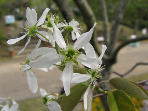 Image of Amelanchier asiatica (Sieb. & Zucc.) Endl. ex Walp.