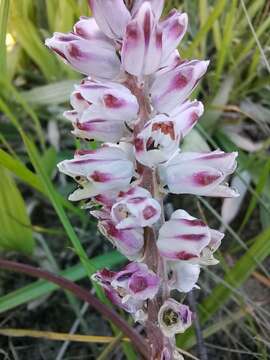 Image of Lachenalia bachmannii Baker