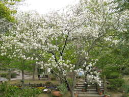 Image of Amelanchier asiatica (Sieb. & Zucc.) Endl. ex Walp.