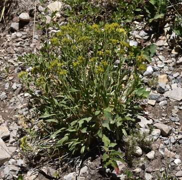 Image of rock goldenrod