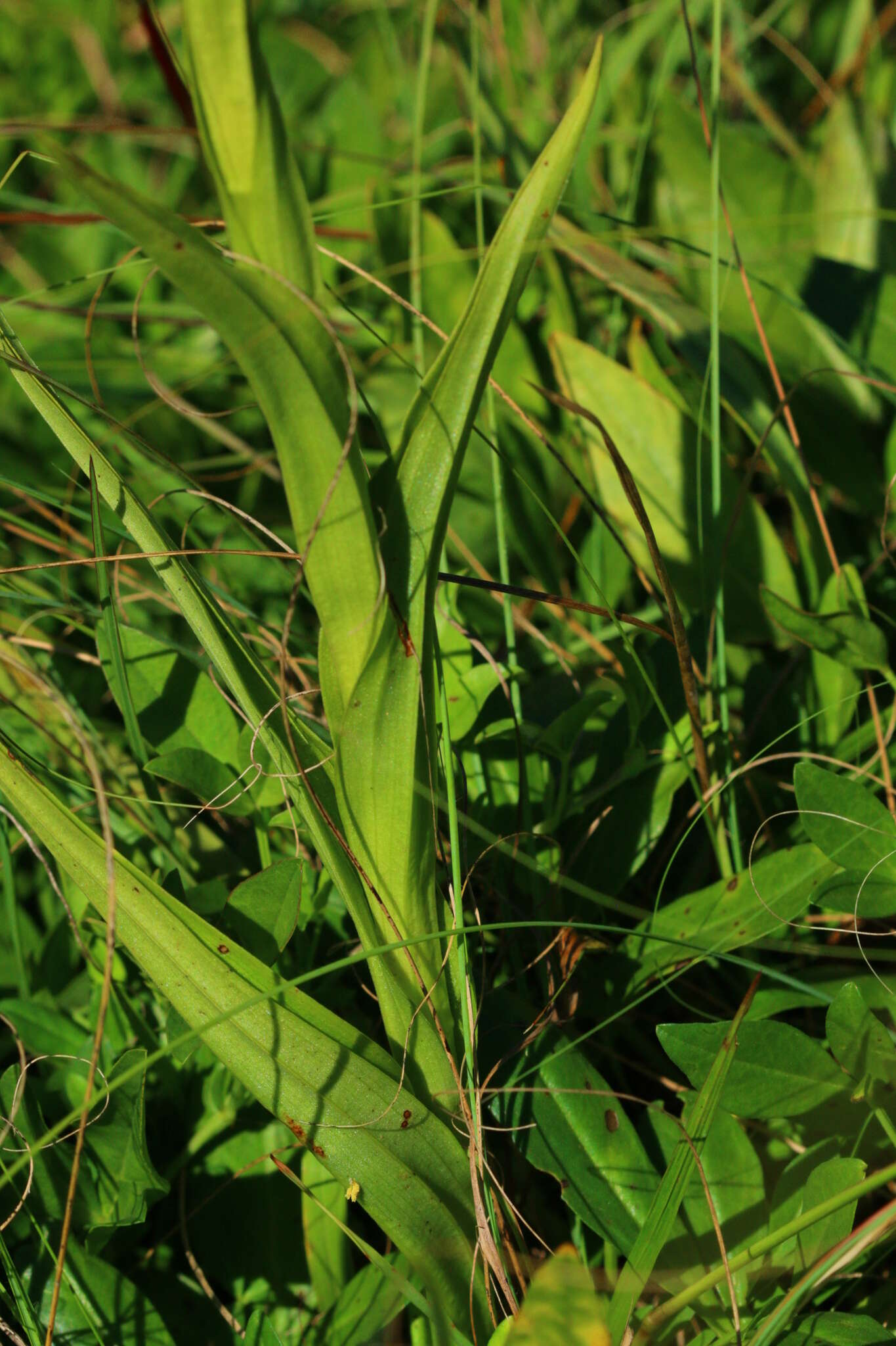 Image de Habenaria nyikana Rchb. fil.