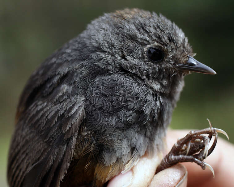 Image of Perija Tapaculo