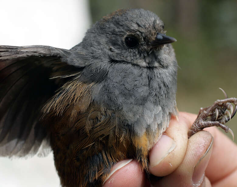 Image of Perija Tapaculo