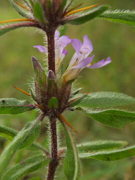 Image of Hygrophila schulli (Buch.-Ham.) M. R. Almeida & S. M. Almeida