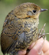 Image of Perija Tapaculo