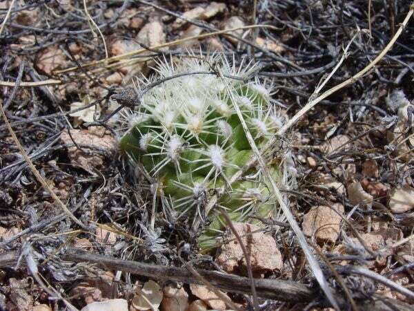 Image of Brady's Hedgehog Cactus