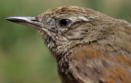 Image of Perija Thistletail