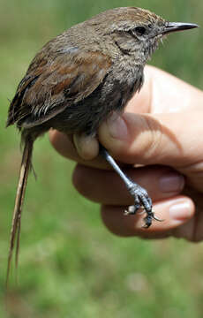 Image of Perija Thistletail