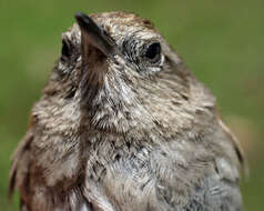 Image of Perija Thistletail