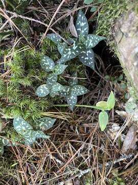 Image of Goodyera maculata T. P. Lin