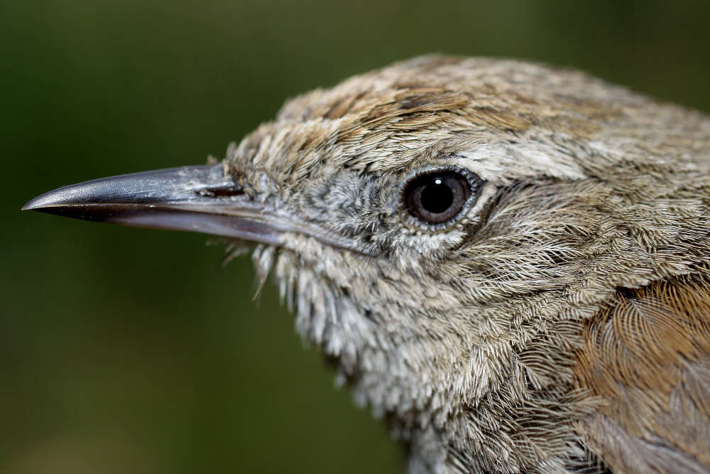 Image of Perija Thistletail