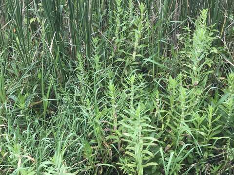 Image of rough bugleweed