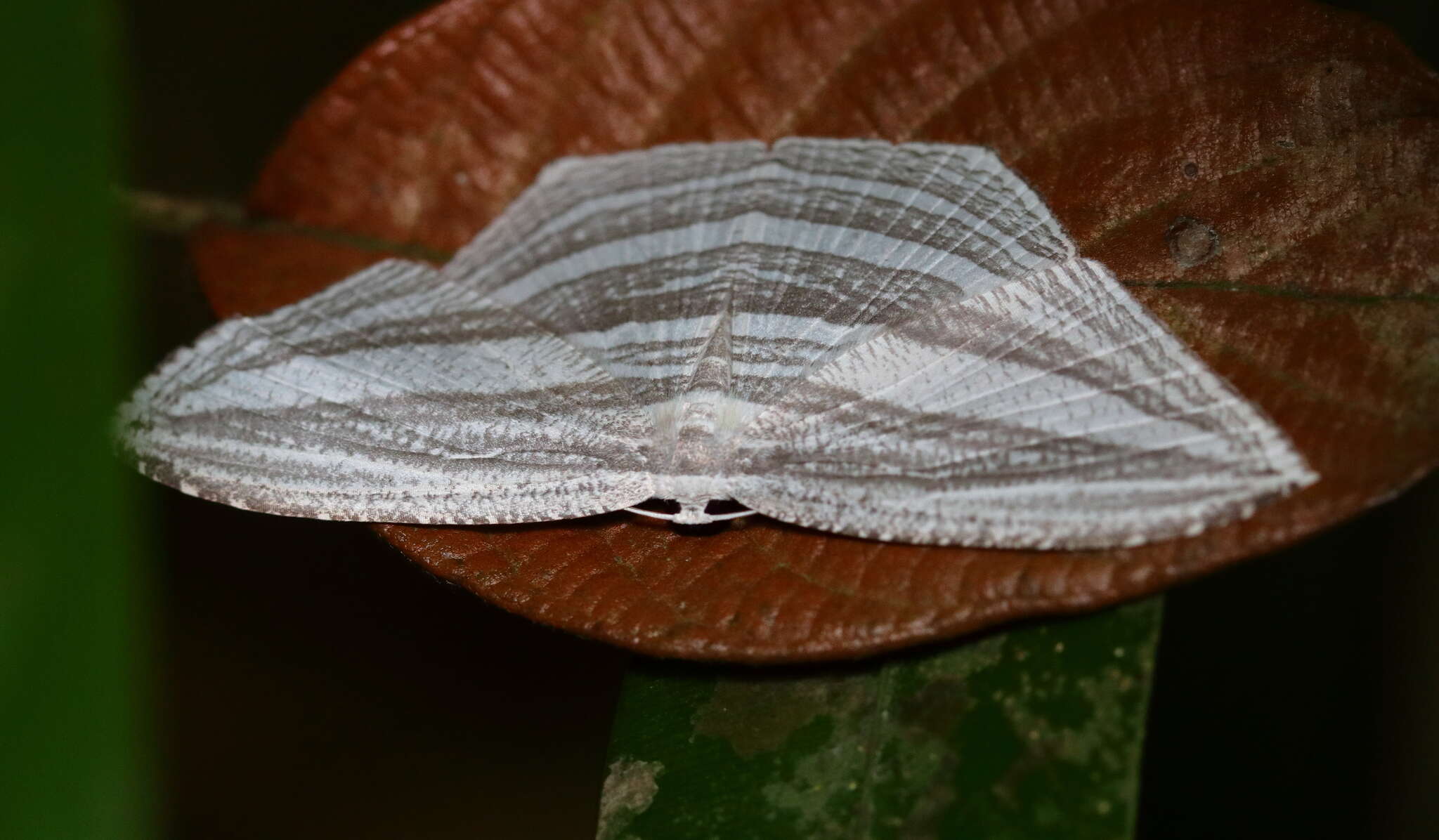 Image of Acropteris rectinervata Guenée