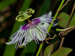 Image of Passiflora ciliata var. santiagana (Killip) Vanderpl.