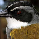 Image of Perija Brushfinch