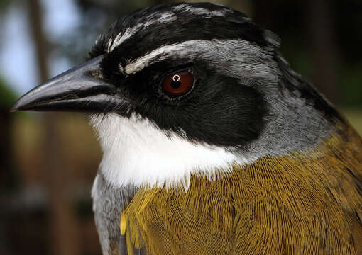 Image of Perija Brushfinch