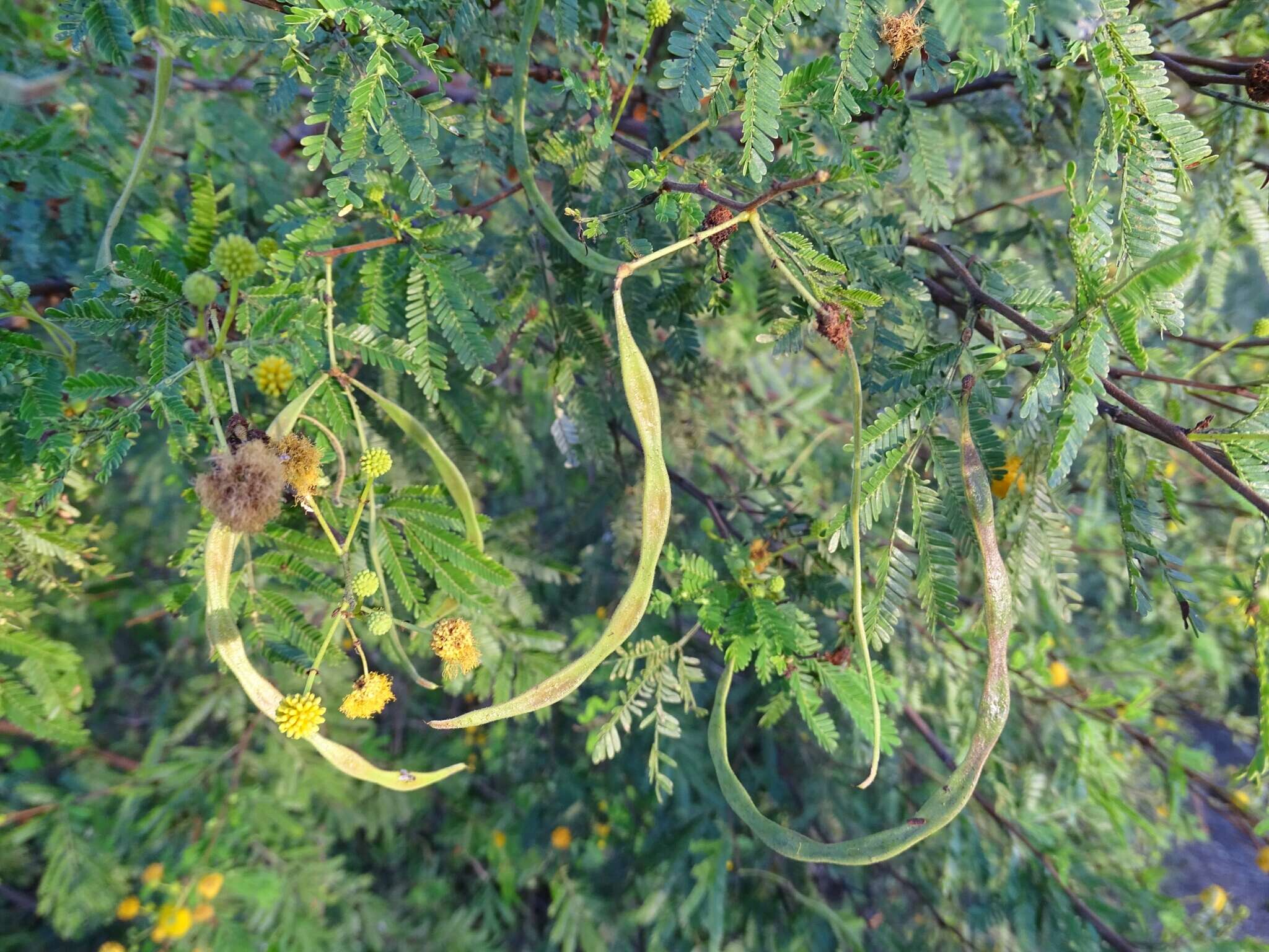 Image of Vachellia hockii (De Wild.) Seigler & Ebinger